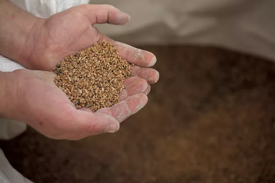 Local wheat to be milled at Elmore Mountain Bread - JESSICA OJALA ©️ SEVEN DAYS