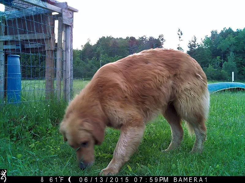 A recent game camera image of Murphy