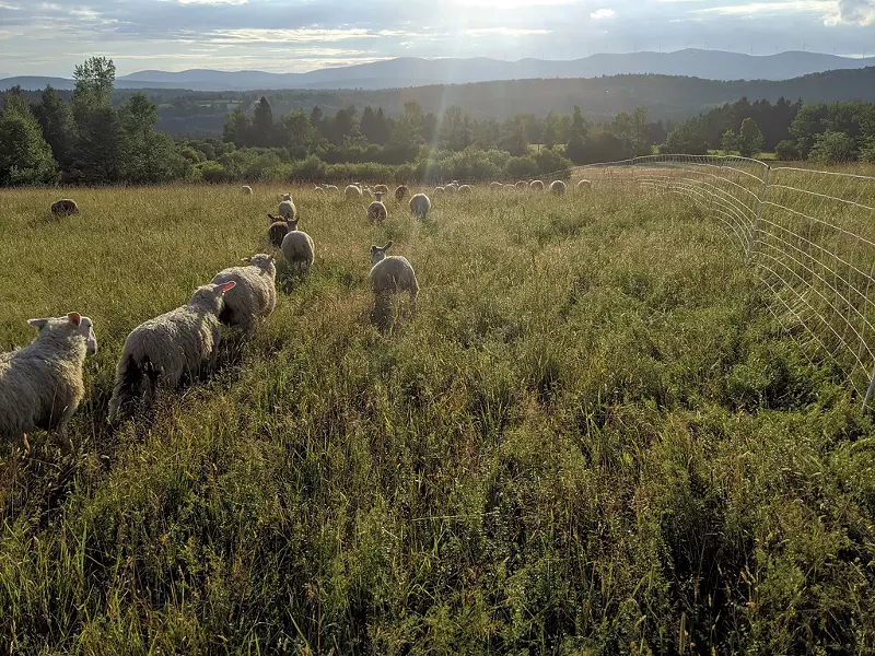 Cloverworks Farm - COURTESY OF OPEN FARM WEEK