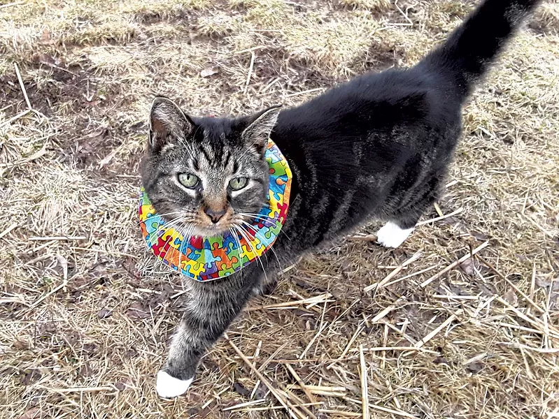 Sasha wearing a Birdsbesafe collar - COURTESY OF NANCY BRENNAN