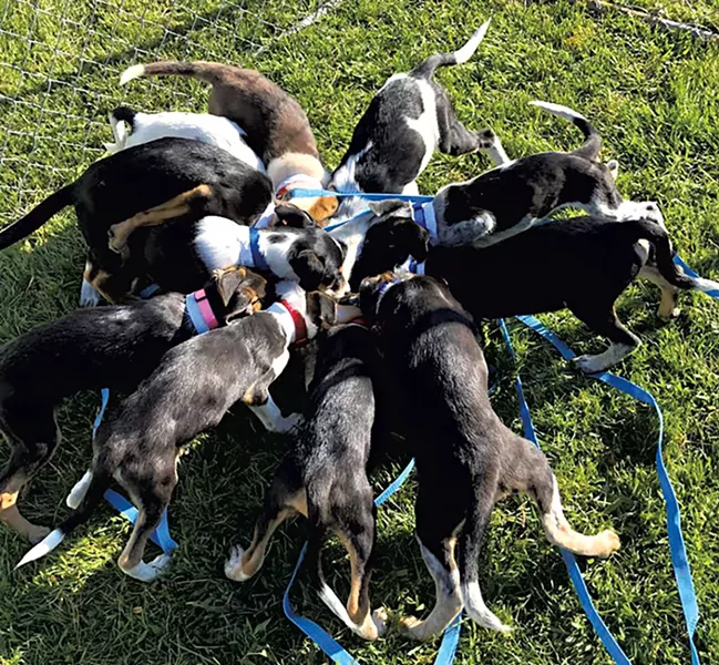 Puppies fresh off the van at VT Dog Rescue - COURTESY OF VT DOG RESCUE