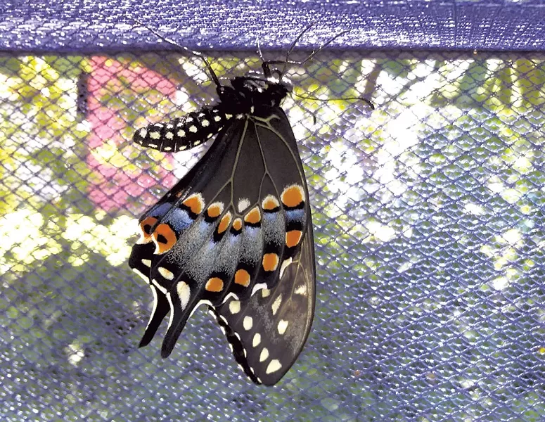 An eastern black swallowtail butterfly letting its wings harden - ELIZABETH M. SEYLER