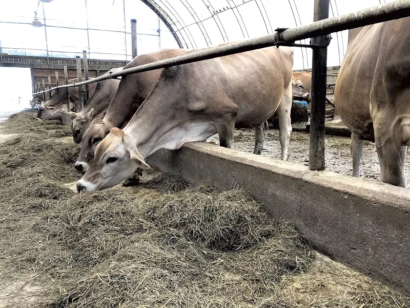 Cows feeding - FILE PHOTO