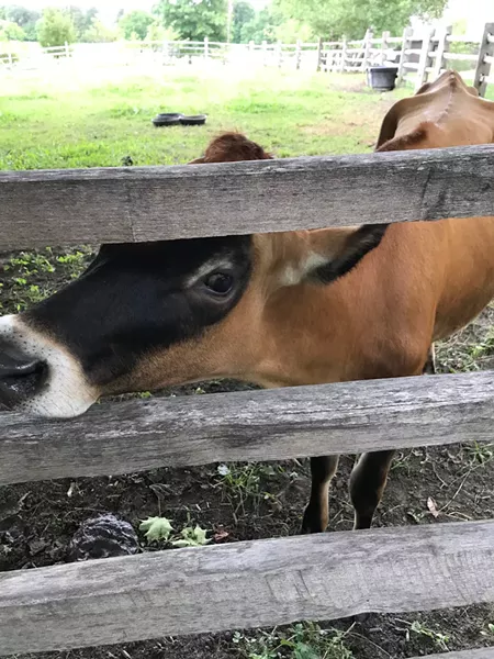 A Jersey heifer at Billings Farm & Museum - SALLY POLLAK ©️ SEVEN DAYS