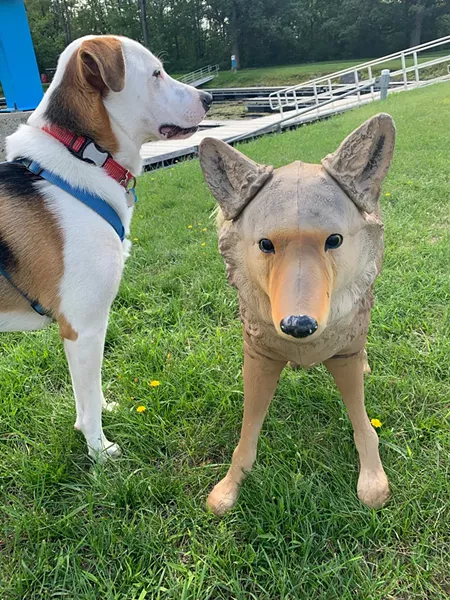 Mookie and the coyote at Burton Island State Park - DAN BOLLES ©️ SEVEN DAYS