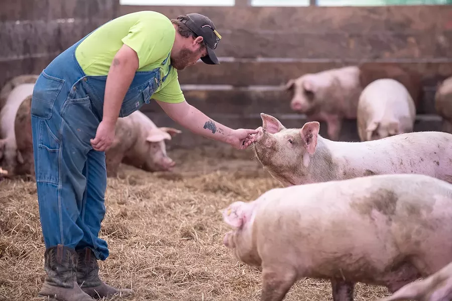 Pig farmer Ethan Gevry in Addison - CALEB KENNA