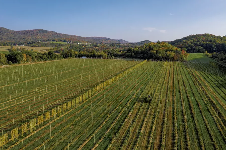 Late-season hops harvest at Champlain Valley Hops - JAMES BUCK