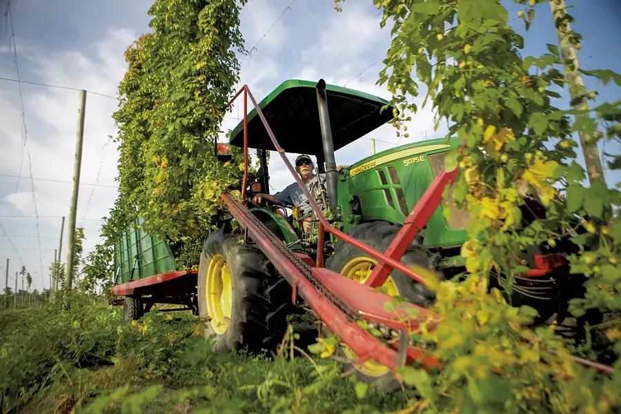 Harvesting hops at Champlain Valley Hops - JAMES BUCK