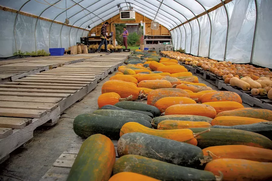 Shane Rogers and Livy Bulger gathering the Abenaki Land Link Project harvest at the Vermont Youth Conservation Corps' Farm - JORDAN BARRY ©️ SEVEN DAYS
