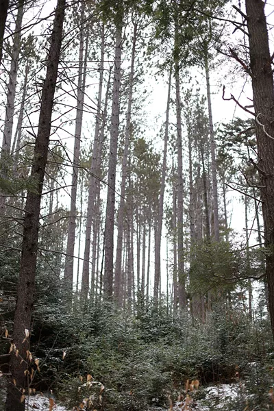 Strafford's Podunk Wildlife Management Area - SARAH PRIESTAP