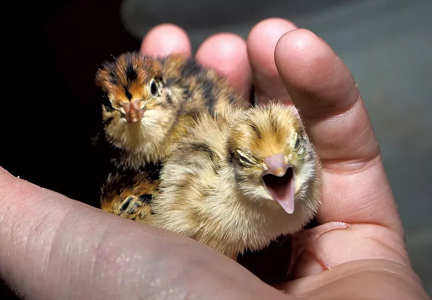 Hatchling quail - HANNAH PALMER EGAN