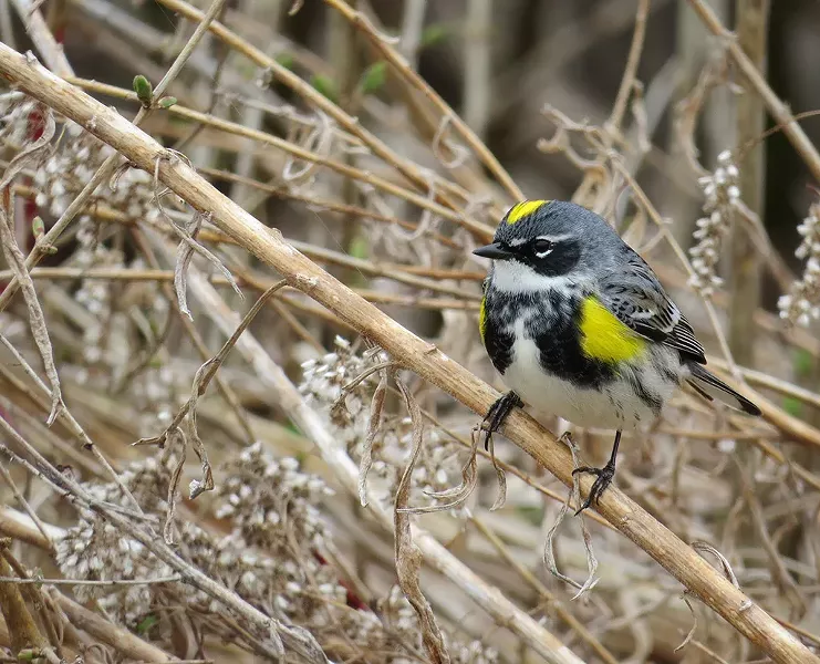Yellow-rumped warbler - COURTESY OF SARA EISENHAUER
