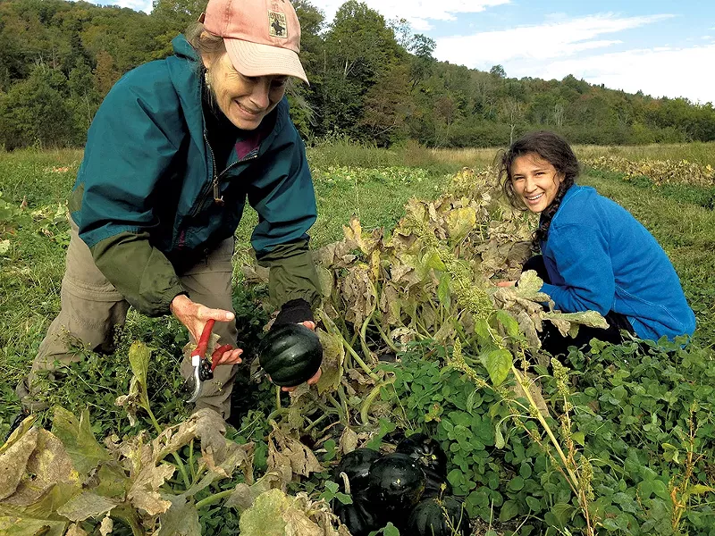 Nina Church and Karissa Smith gleaning at High Mowing Organic Seeds in Wolcott - COURTESY OF THERESA SNOW