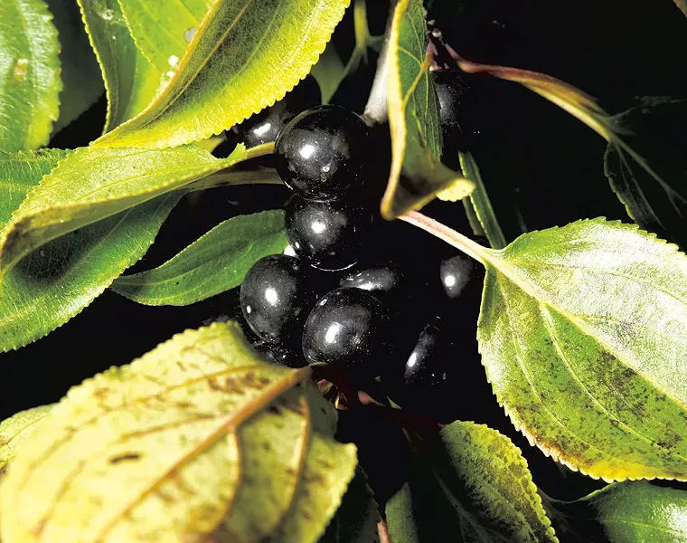 Common buckthorn (Rhamnus cathartica)