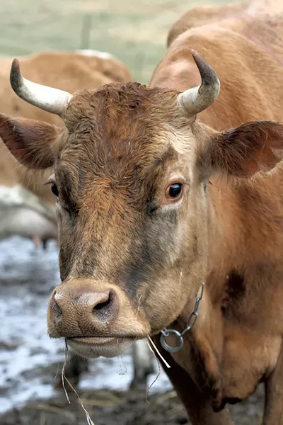 Guernsey cow at Mountain Home Farm in Tunbridge - SUZANNE PODHAIZER