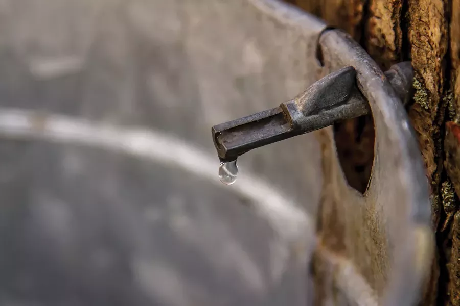 A maple tap - DREAMSTIME
