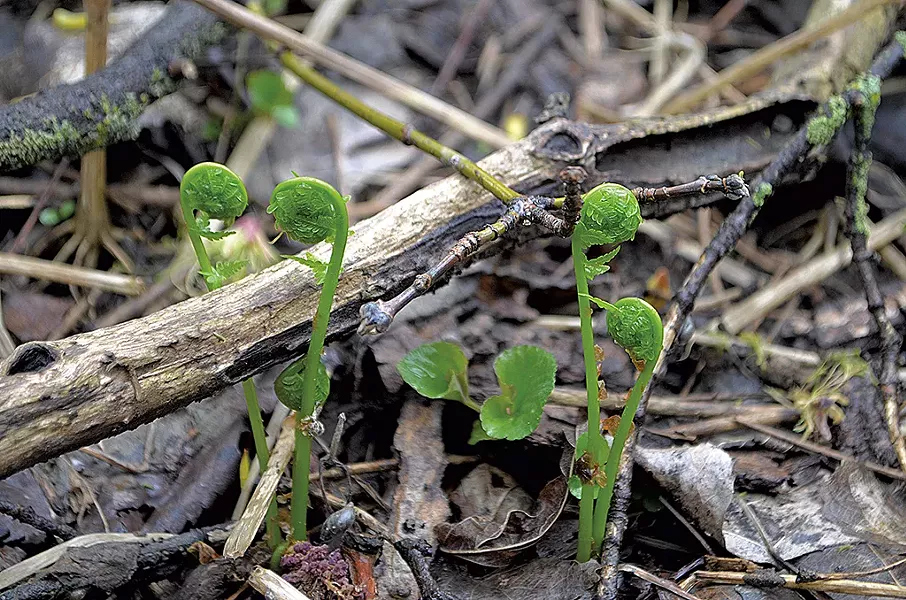 Fiddleheads - KATIE JICKLING