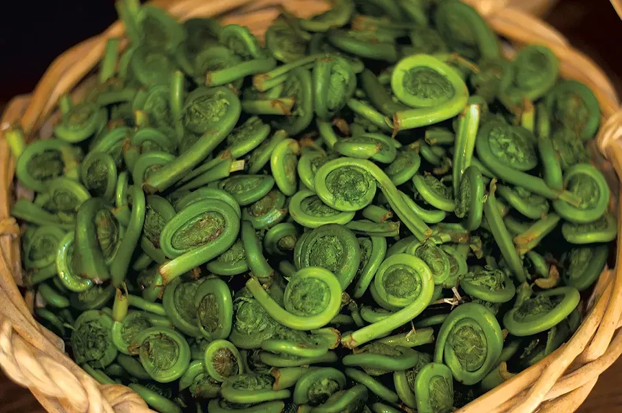 Fiddleheads at My Farmers Market - HANNAH PALMER EGAN