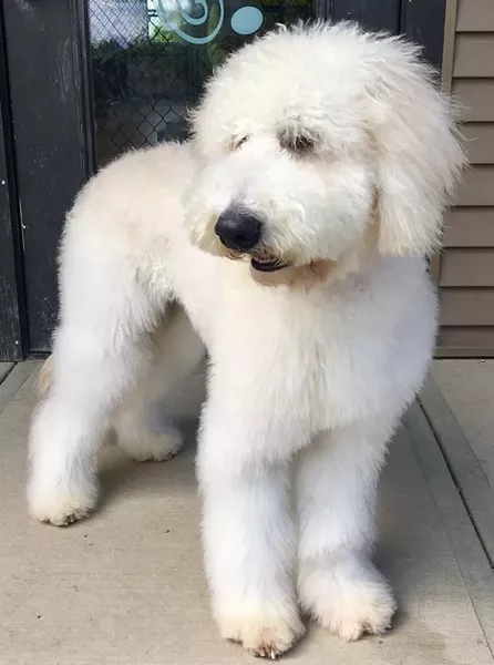 A pampered pooch - COURTESY OF HAPPY TAILS PET RESORT AND SPA