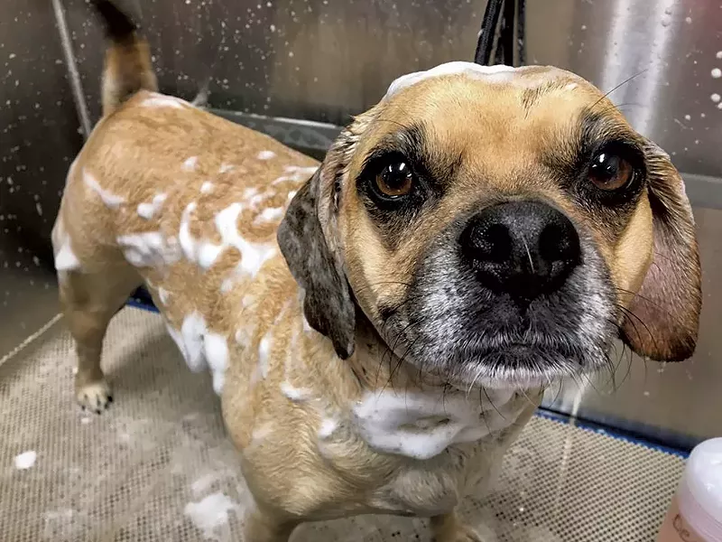 Dog gets a spa bath - COURTESY OF HAPPY TAILS PET RESORT AND SPA