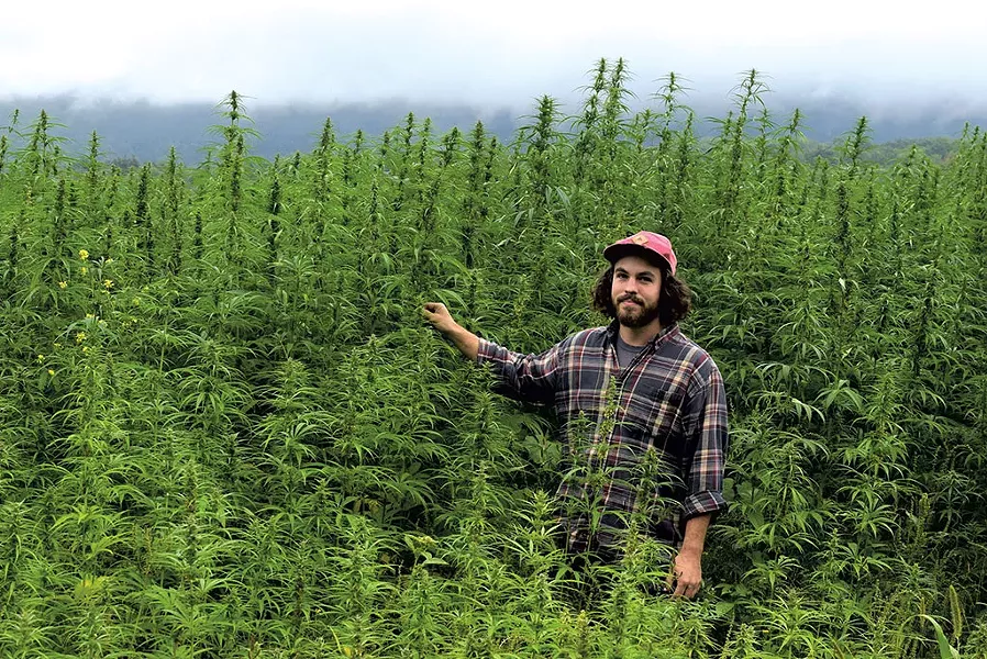 Rye Matthews of Vermont Hemp Co. at Quarry Road Farm’s hemp field in Middlebury - TERRI HALLENBECK