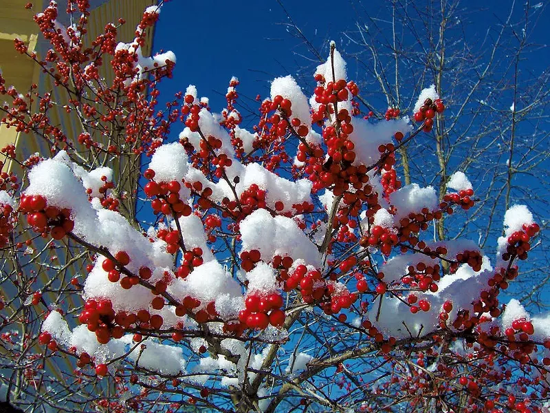 Winterberry - COURTESY OF ROCKY DALE GARDENS