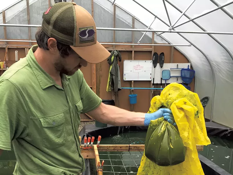 Aaron DellaCroce holding spirulina - SALLY POLLAK