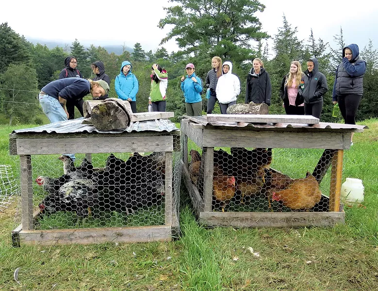 Checking out the chickens - MATTHEW THORSEN