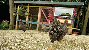 Michelle Fongemie's backyard chicken coop in Hinesburg