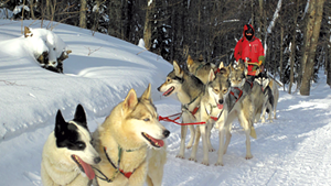 Hinesburg musher Rob Farley with his purebred Siberian huskies