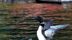Loons on Lake Dunmore