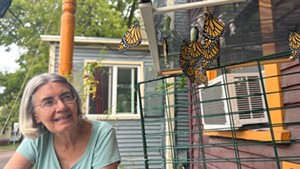 Donna Bister watches monarchs as they hatch