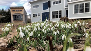 Snowdrops blooming in March 2022.