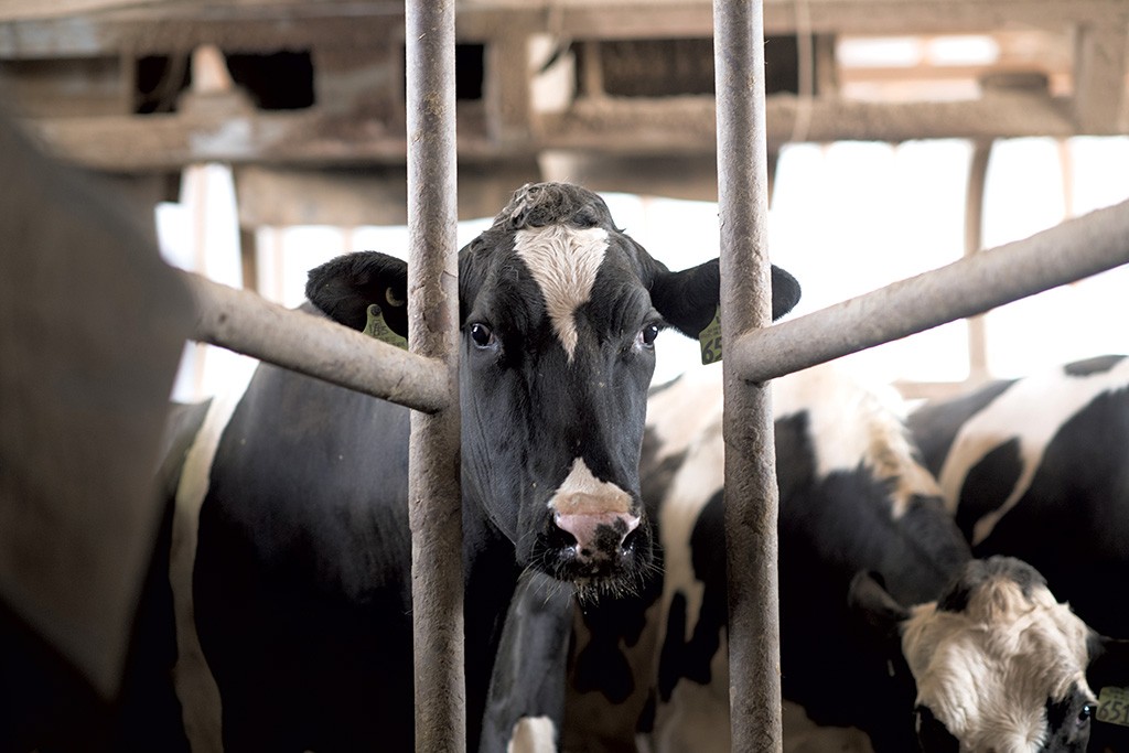 klip Grønland Parcel Who Wants to Work on a Vermont Dairy Farm? A Reporter Spent a Week Finding  Out | Agriculture | Seven Days | Vermont's Independent Voice