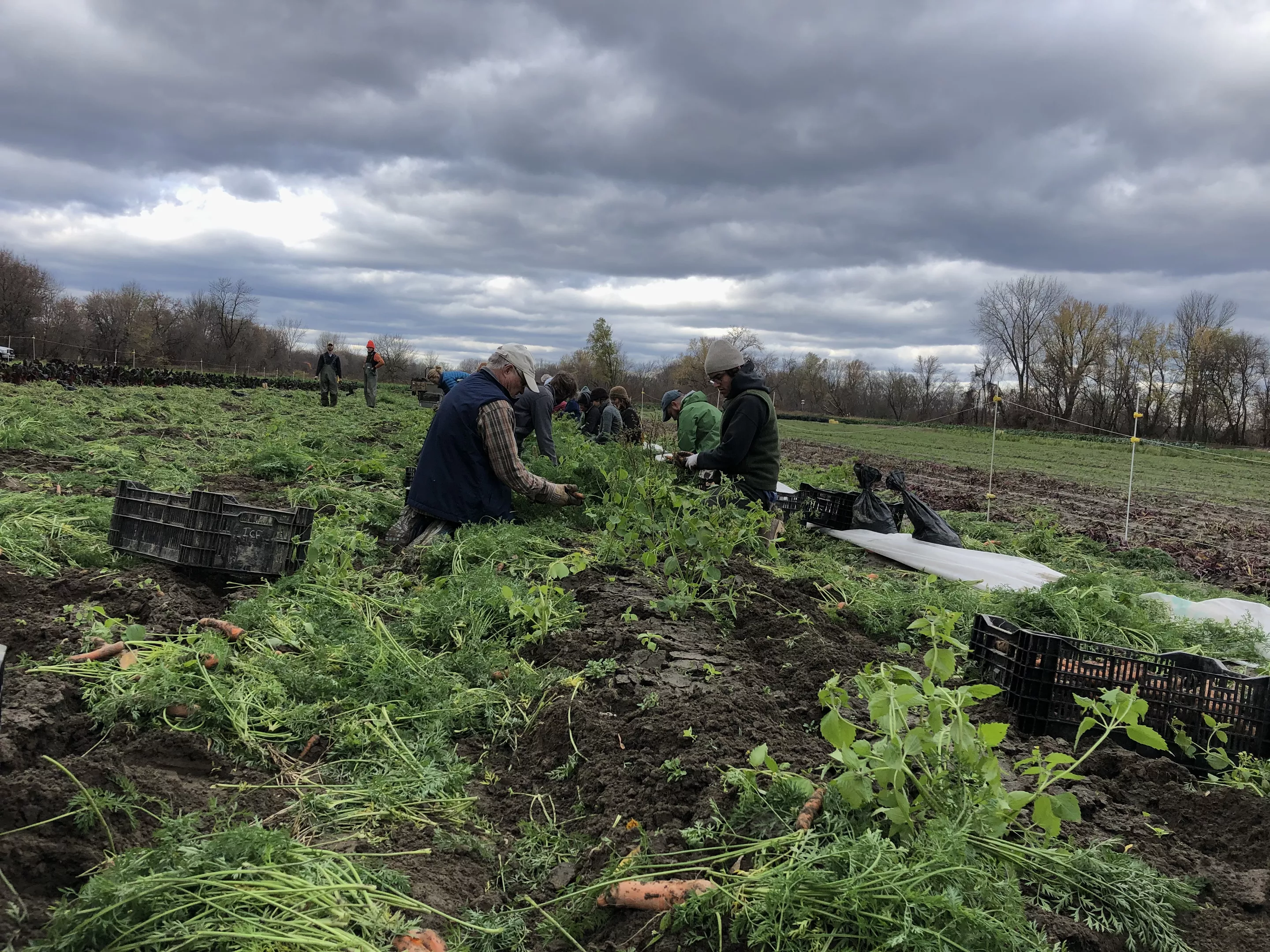 Volunteers Aid Intervale Farms With Emergency Flood Harvests Bite Club