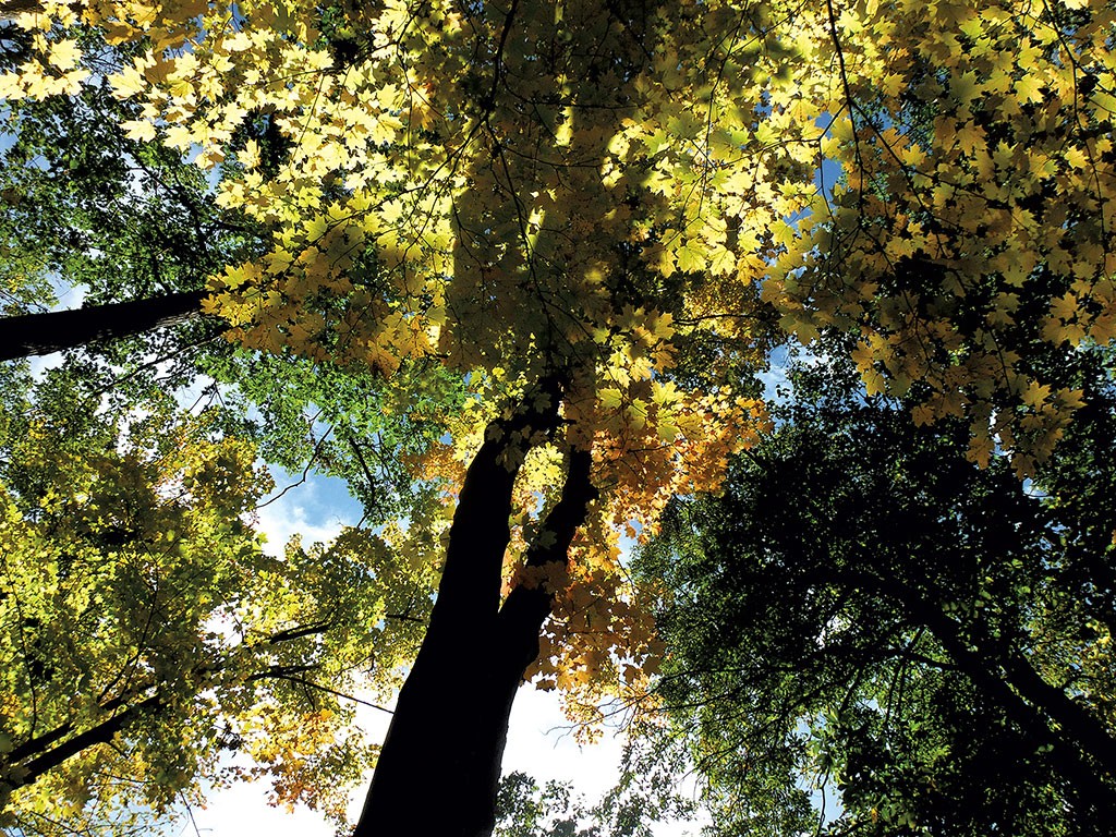 Canopy of maple trees - ETHAN DE SEIFE