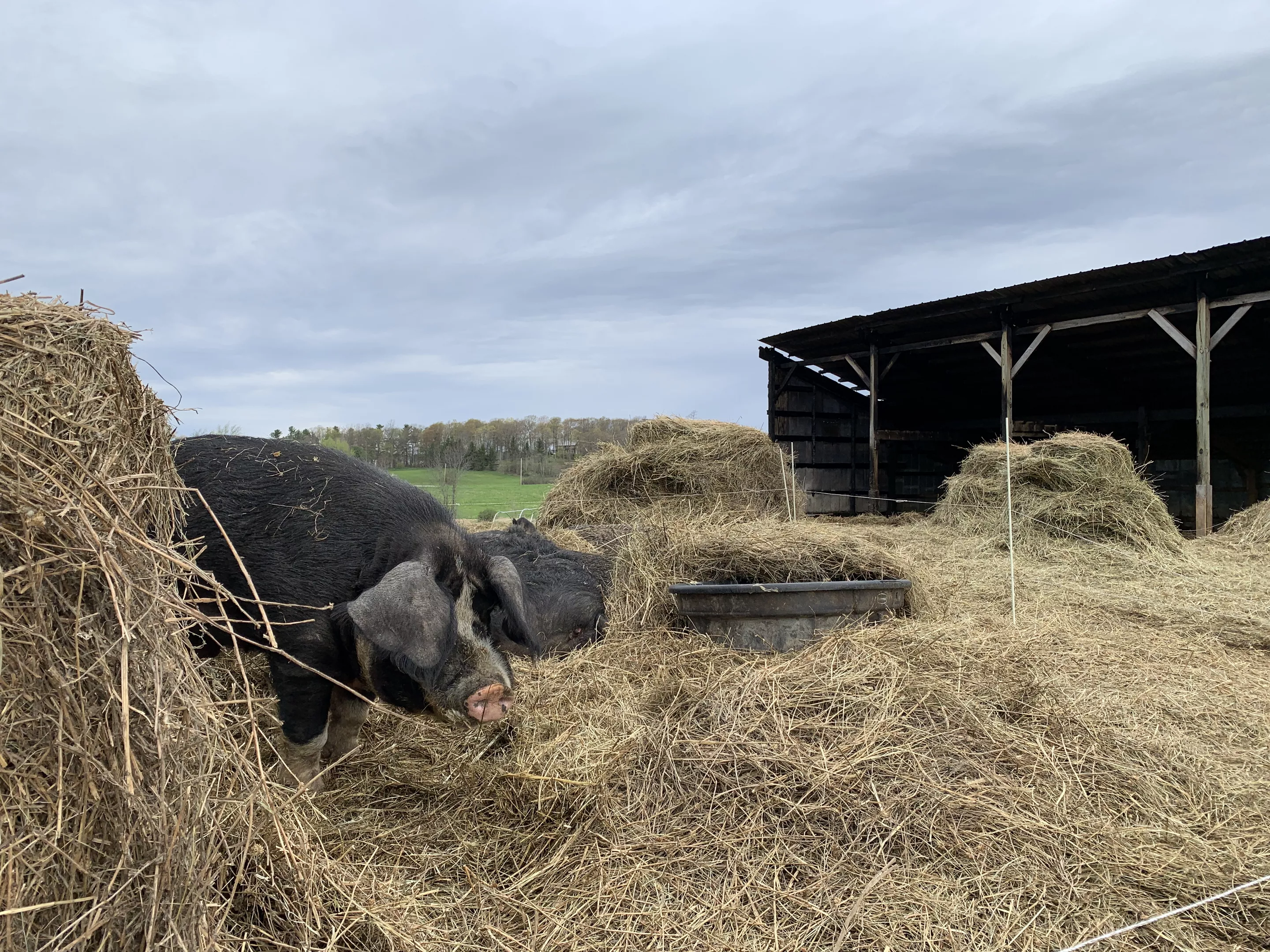 Fire Damages Shed At Bread Butter Farm Food News Seven Days Vermont S Independent Voice Fire Damages Shed At Bread Butter Farm Food News Seven Days Vermont S Independent Voice