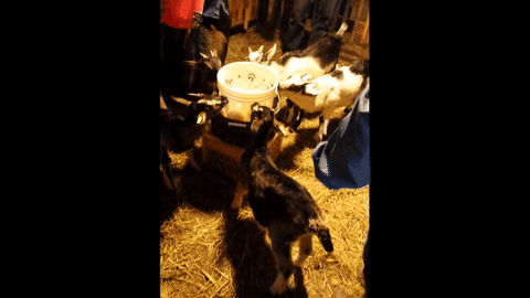 Baby goats at Pine Island Farm - KYMELYA SARI