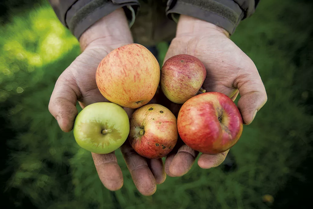 COURTESY OF SHACKSBURY CIDER