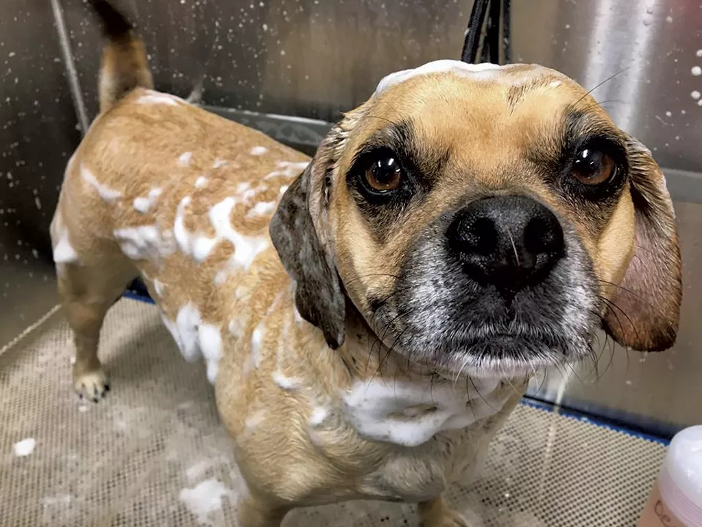Play And Pampering At Happy Tails Pet Resort Animals Seven Days Vermont S Independent Voice