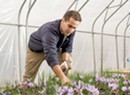 UVM Researchers Sow Seeds for World's Most Lucrative Spice: Saffron