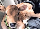 Hot for Heifer: Montpelier Cops Find a Cow in a Car