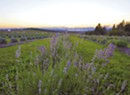 In the Northeast Kingdom, Lavender Essentials of Vermont Grows an Agribusiness