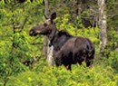 Moose Are Suffering and Dying. Vermont's Strategy? More Hunting.