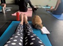 Rabbit Pose: A Mother-Daughter Yoga Session With Bunnies Afoot