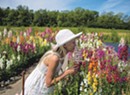 Glory Flower Farm in Charlotte Offers Natural Stem-Sell Therapy