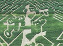 This Year's Giant Corn Maze is Bear-able