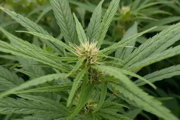 Industrial Hemp Conference - Vimarsana News