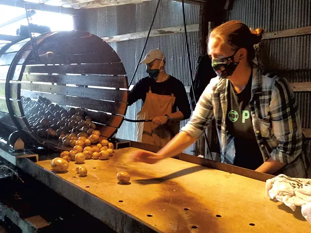 Spud Love at Valentine Farm - Vimarsana News