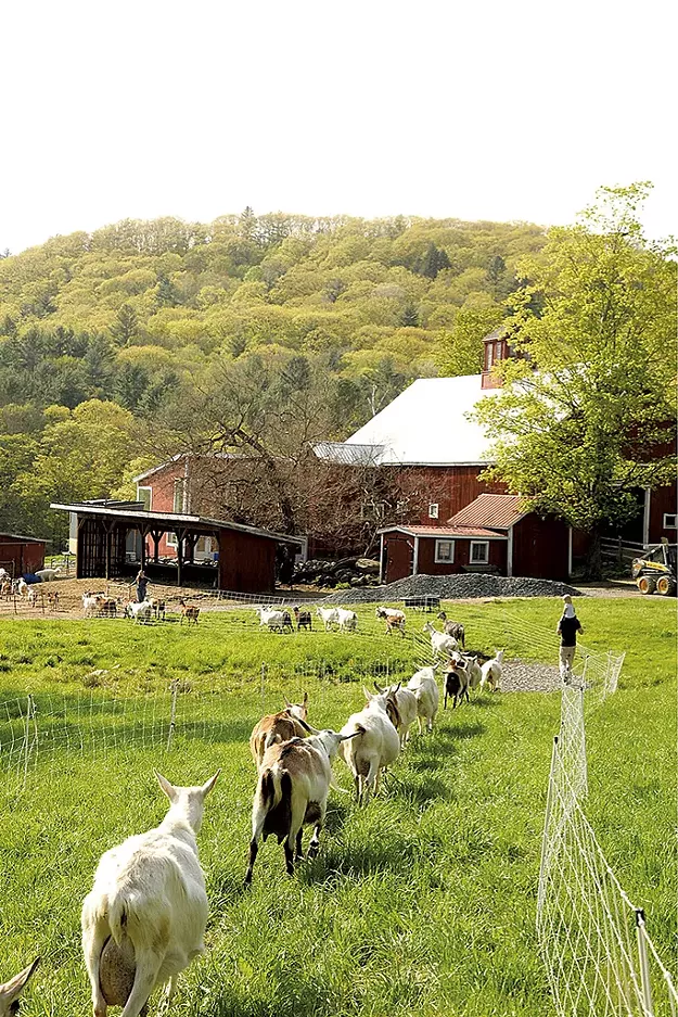 Big Picture Farm Seven Days Vermont's Independent Voice